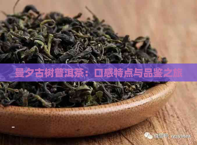 曼夕古树普洱茶：口感特点与品鉴之旅