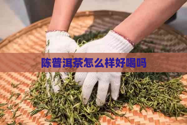 陈普洱茶怎么样好喝吗