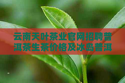 云南天叶茶业官网招聘普洱茶生茶价格及冰岛普洱茶生茶报价信息