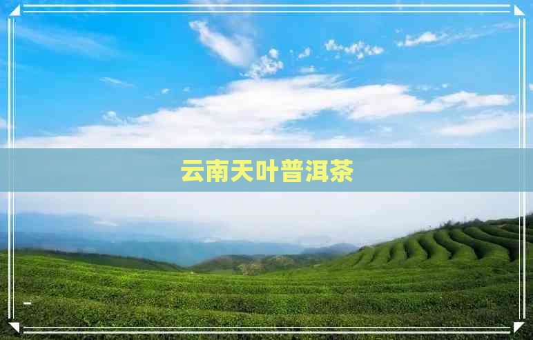 云南天叶普洱茶