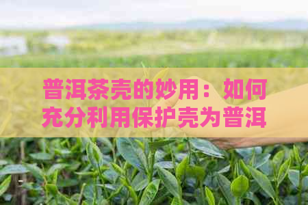 普洱茶壳的妙用：如何充分利用保护壳为普洱茶提供保护