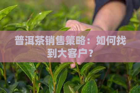 普洱茶销售策略：如何找到大客户？