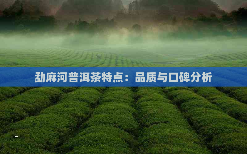 勐麻河普洱茶特点：品质与口碑分析