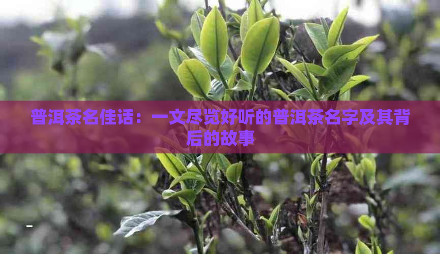 普洱茶名佳话：一文尽览好听的普洱茶名字及其背后的故事