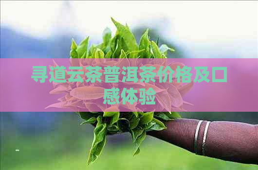 寻道云茶普洱茶价格及口感体验