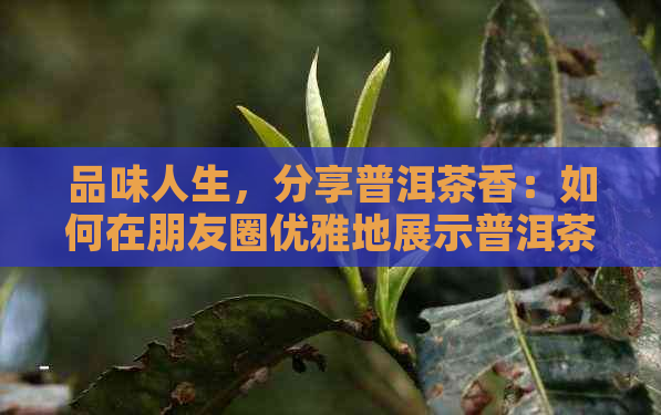 品味人生，分享普洱茶香：如何在朋友圈优雅地展示普洱茶？