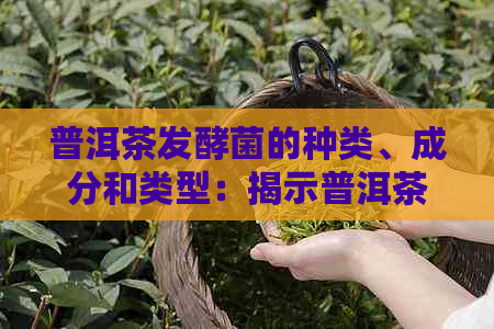 普洱茶发酵菌的种类、成分和类型：揭示普洱茶发酵过程中的菌群构成