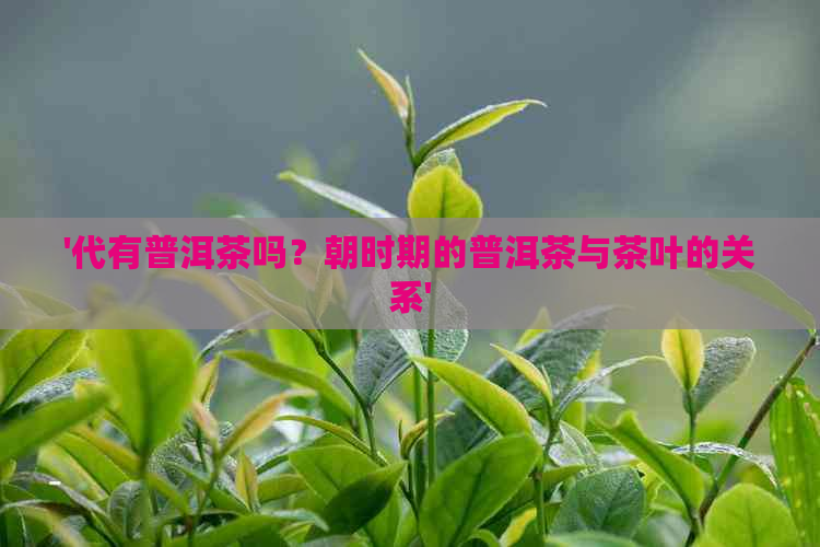 '代有普洱茶吗？朝时期的普洱茶与茶叶的关系'