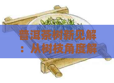 普洱茶树新见解：从树枝角度解析普洱茶的奥秘