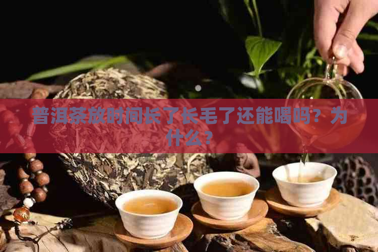 普洱茶放时间长了长毛了还能喝吗？为什么？