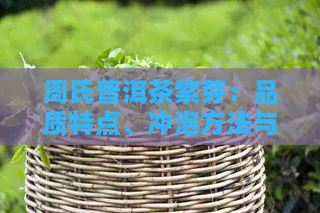 周氏普洱茶紫芽：品质特点、冲泡方法与品鉴技巧全方位解析