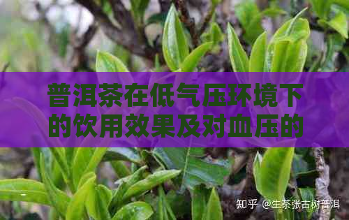 普洱茶在低气压环境下的饮用效果及对血压的影响