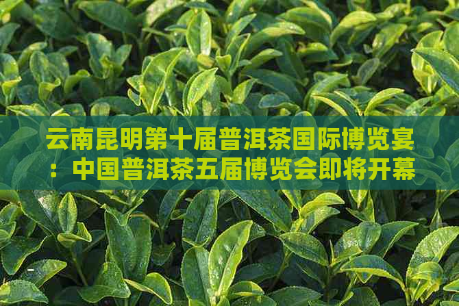 云南昆明第十届普洱茶国际博览宴：中国普洱茶五届博览会即将开幕