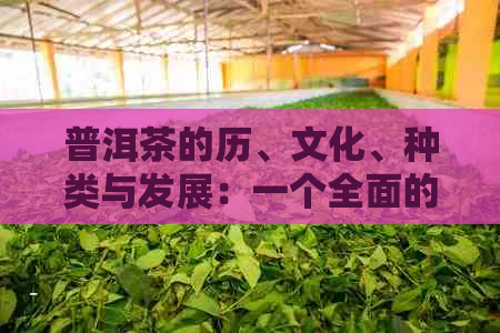 普洱茶的历、文化、种类与发展：一个全面的指南