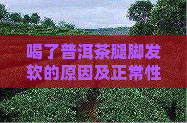 喝了普洱茶腿脚发软的原因及正常性分析