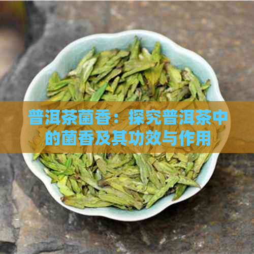 普洱茶菌香：探究普洱茶中的菌香及其功效与作用