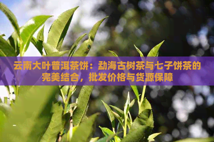 云南大叶普洱茶饼：勐海古树茶与七子饼茶的完美结合，批发价格与货源保障