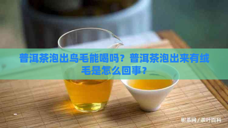 普洱茶泡出鸟毛能喝吗？普洱茶泡出来有绒毛是怎么回事？