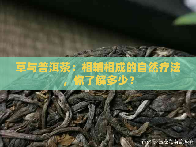 草与普洱茶：相辅相成的自然疗法，你了解多少？