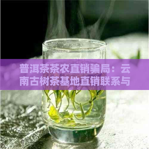 普洱茶茶农直销骗局：云南古树茶基地直销联系与详情