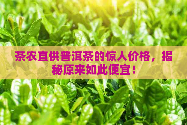 茶农直供普洱茶的惊人价格，揭秘原来如此便宜！