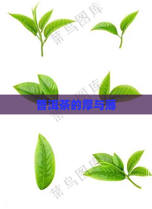 普洱茶的厚与薄