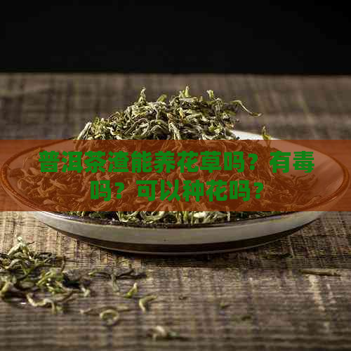 普洱茶渣能养花草吗？有吗？可以种花吗？