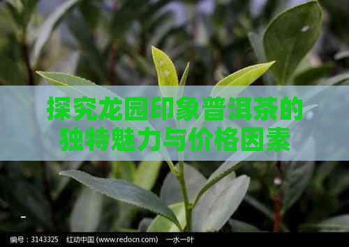 探究龙园印象普洱茶的独特魅力与价格因素