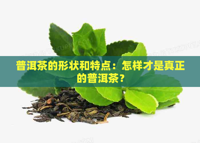 普洱茶的形状和特点：怎样才是真正的普洱茶？