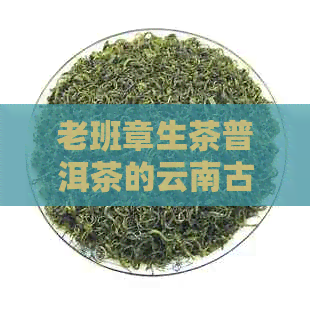 老班章生茶普洱茶的云南古树茶报价及批发信息