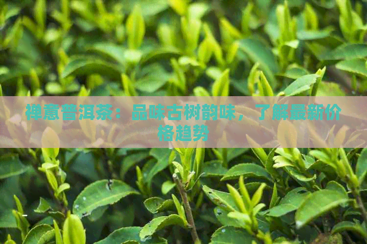 禅意普洱茶：品味古树韵味，了解最新价格趋势