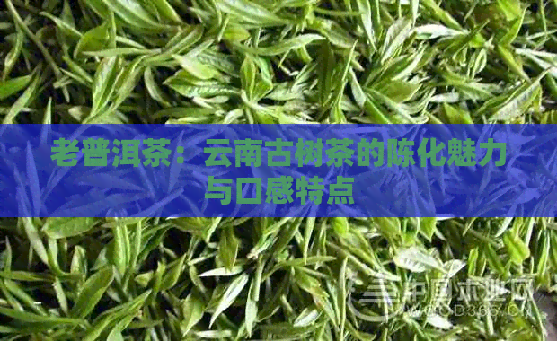 老普洱茶：云南古树茶的陈化魅力与口感特点