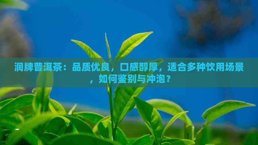 润牌普洱茶：品质优良，口感醇厚，适合多种饮用场景，如何鉴别与冲泡？