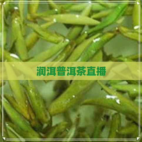 润洱普洱茶直播