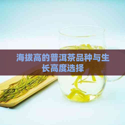 海拔高的普洱茶品种与生长高度选择