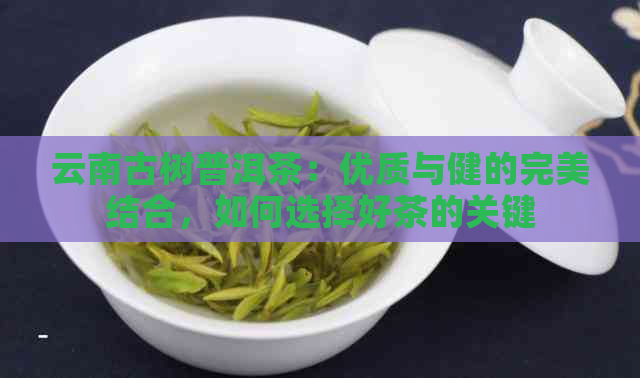 云南古树普洱茶：优质与健的完美结合，如何选择好茶的关键