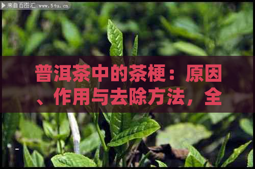 普洱茶中的茶梗：原因、作用与去除方法，全面了解茶文化中的细节