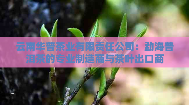 云南华普茶业有限责任公司：勐海普洱茶的专业制造商与茶叶出口商