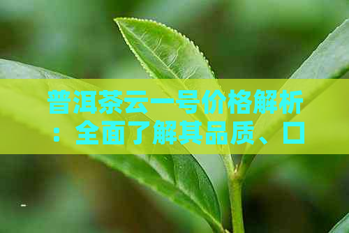 普洱茶云一号价格解析：全面了解其品质、口感与市场行情