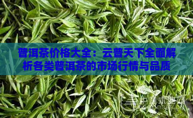 普洱茶价格大全：云普天下全面解析各类普洱茶的市场行情与品质