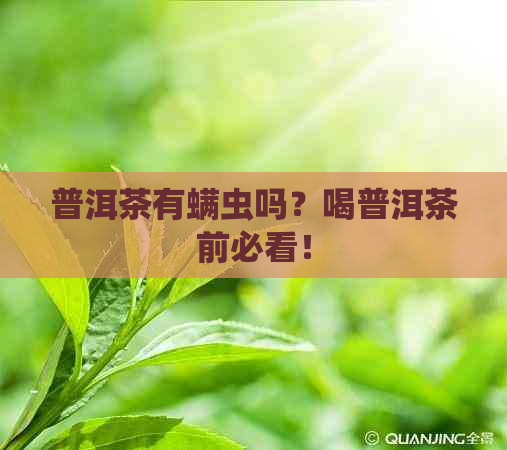 普洱茶有螨虫吗？喝普洱茶前必看！