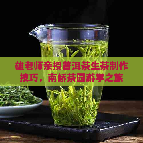 雄老师亲授普洱茶生茶制作技巧，南峤茶园游学之旅