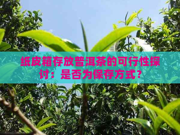 纸皮箱存放普洱茶的可行性探讨：是否为保存方式？