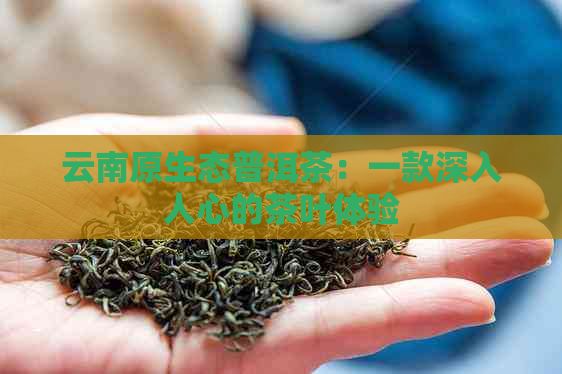 云南原生态普洱茶：一款深入人心的茶叶体验