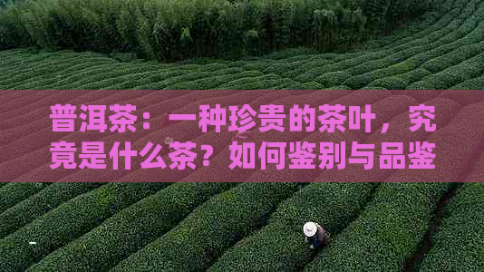 普洱茶：一种珍贵的茶叶，究竟是什么茶？如何鉴别与品鉴？