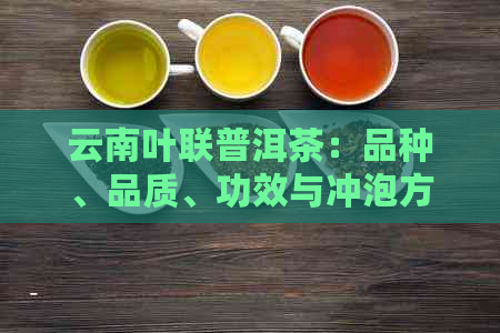 云南叶联普洱茶：品种、品质、功效与冲泡方法的全面指南