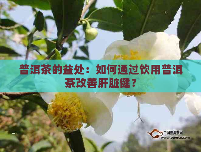 普洱茶的益处：如何通过饮用普洱茶改善肝脏健？