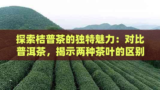 探索桔普茶的独特魅力：对比普洱茶，揭示两种茶叶的区别与联系