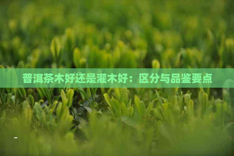 普洱茶木好还是灌木好：区分与品鉴要点