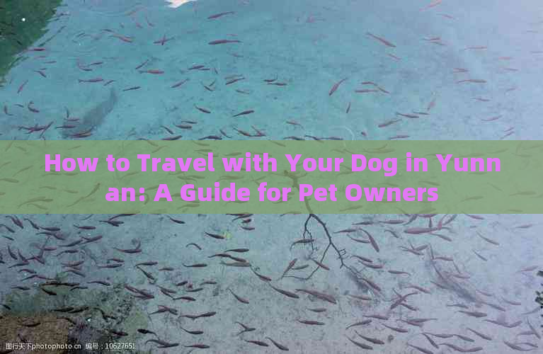 How to Travel with Your Dog in Yunnan: A Guide for Pet Owners